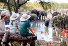 African safari