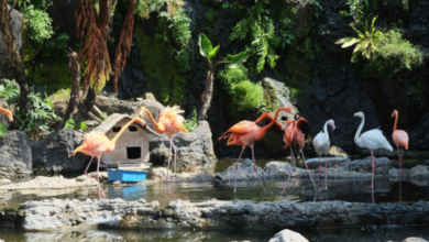 Batu Secret Zoo admission 2026