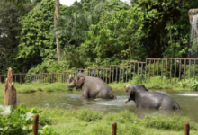Jatim Park 2 Batu Secret Zoo tickets