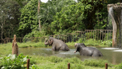 Jatim Park 2 Batu Secret Zoo tickets